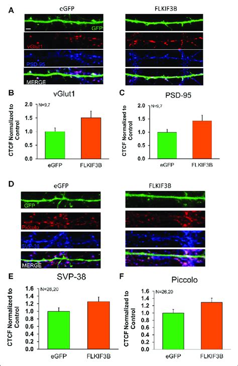 Expression Of Pre And Postsynaptic Proteins In KIF3B Overexpressed