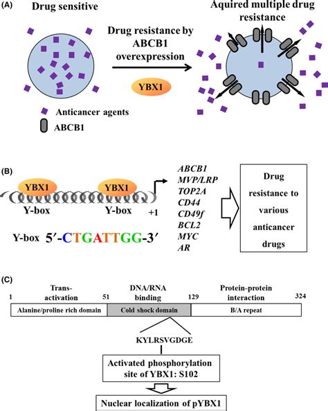 A Among 51 Abc Transporters Abcb1 Is A Representative Transporter Download Scientific Diagram