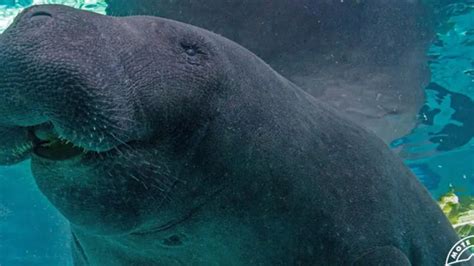 M Nnliche Seekuh Starb Nach Wildem Sex Mit Bruder Oe At