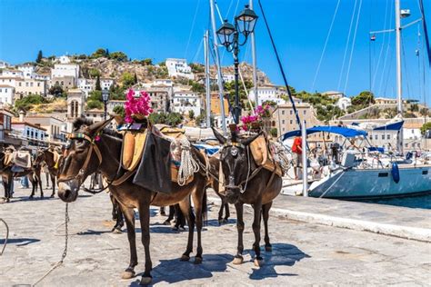 Donkeys Mykonos Royalty Free Images Stock Photos And Pictures Shutterstock
