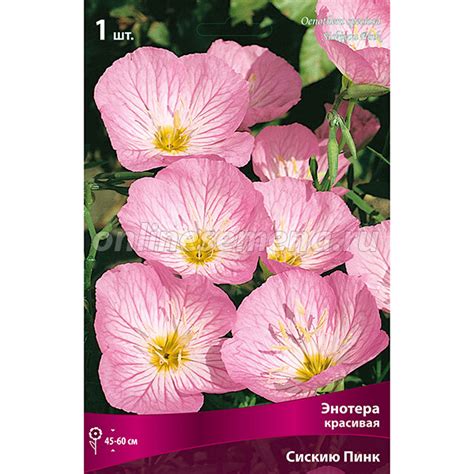 Энотера красивая Сискью Пинк из каталога Луковичные и многолетние ...
