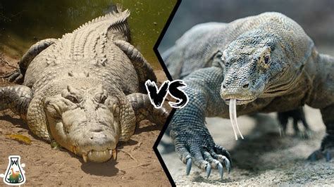 Komodo Dragon Size Comparison