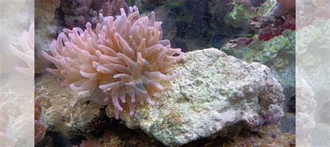 Камни живые из морского аквариума купить в Москве | Животные и ...