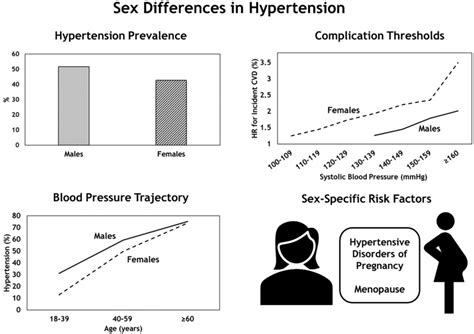 Sex Differences In Hypertension There Is Sexual Dimorphism In