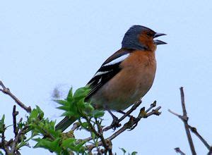 Nottinghamshire Finches