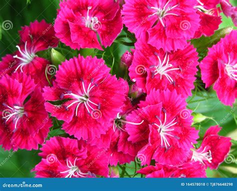 Amazing Blooming Dianthus Or Carnations Pinks Background Wallpaper