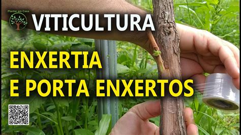 Enxertia Na Videira Tipos E Aspectos Dos Porta Enxertos Viticultura