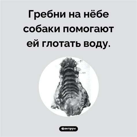 Интересные факты. Фактрум