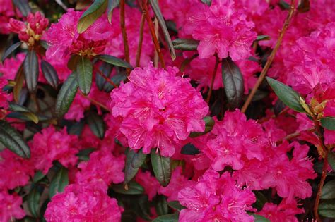 30 Orange Azalea Flower Seeds For Planting Rhododendron
