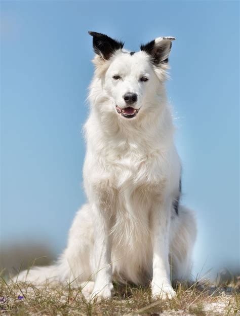 Everything You Need to Know about Border Collie Colors and Markings ...