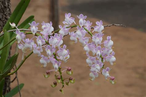 Florindo em casa O encanto das orquídeas olho de boneca