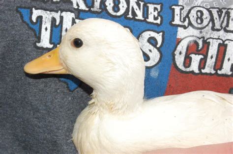 How To Sex Call Ducklings BackYard Chickens Learn How To Raise Chickens