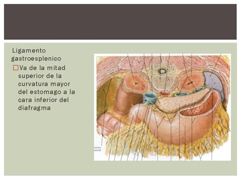 Espacios Peritoneales Cavidad Peritoneal Peritoneo Epitelio Plano Simple