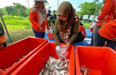 Dkpp Surabaya Panen Bandeng Surabaya Today