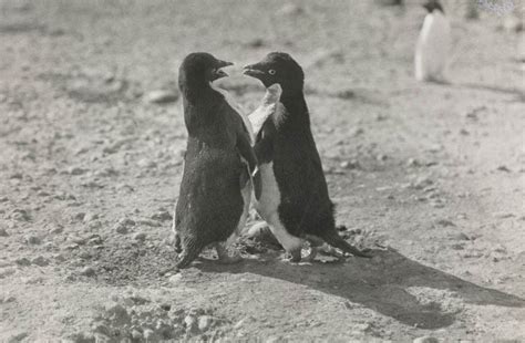 Penguins Explicit Sex Acts Shocked Polar Explorer Live Science
