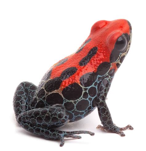 Red Poison Dart Frog Red Frog Poison Dart Frog Ranitomeya Reticulata