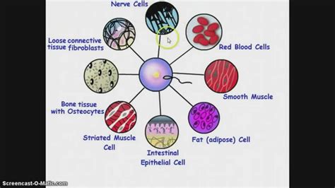 cell level organization  brianna briscoe blog