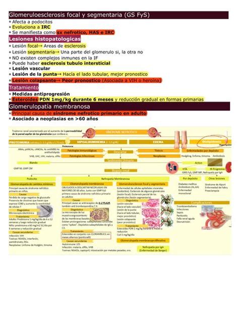 Glomeruloesclerosis Focal Y Segmentaria GS FyS UDocz