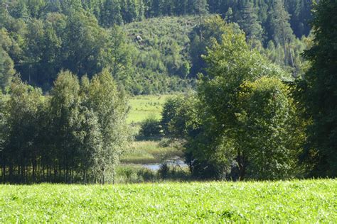 Free Images Tree Grass Wilderness Field Meadow Leaf Hill Green