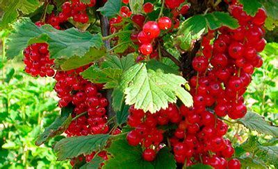 Смородина красная Фертоди (традиционный сорт) l Русские Семена ...