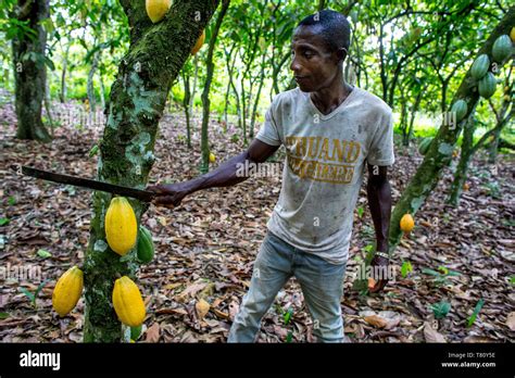 Harvesting cocoa in africa hi-res stock photography and images - Alamy