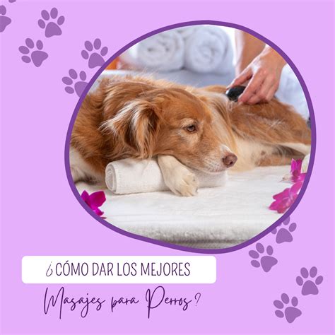 Masajes Para Perros Aboras Educacion Canina