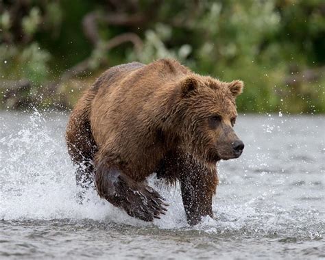 The Alaskan Brown Bear All Alaska Outdoors Lodge Soldotna Ak