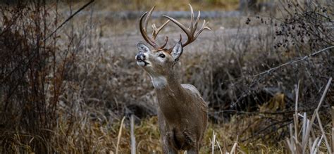 How Deer Communicate With Scent Glands Huntstand