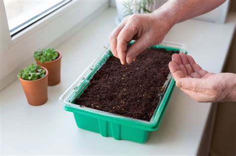 نحوه کاشت و برداشت سبزی شاهی در آب