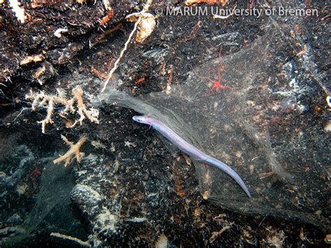 Deep Down Under Expedition Deepreef Explorer Cairns