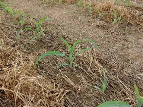 Corn Maturity Cutoffs for Herbicides | UT Crops News