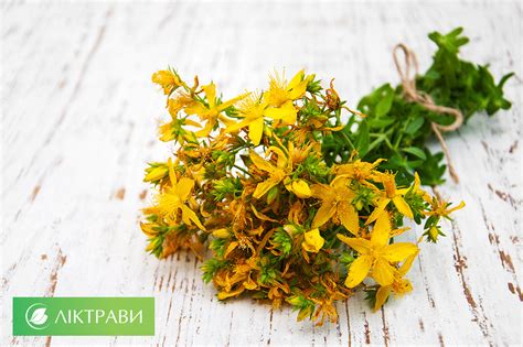 Звіробій трава: Лікувальні властивості, опис, користь, показання ...