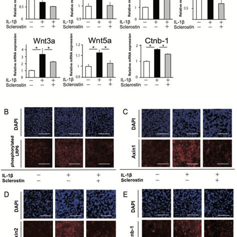 Effect Of Sclerostin On Wntβ Catenin Signaling Pathway In Late Stage