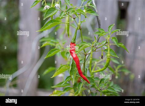 Red Hot Chilli Pepper Growing On A Green Plant In A Domestic Garden Stock Photo Alamy