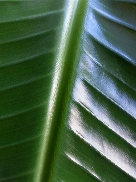 fotos gratis naturaleza cesped luz de sol flor linea verde