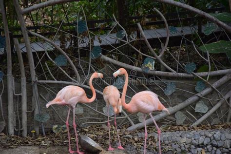 Pink Flamingo in the Historic Park of Guayaquil, Ecuador Stock Photo ...