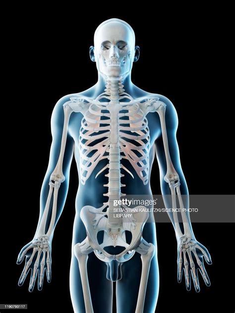 Upper Body Bones Illustration High Res Vector Graphic Getty Images