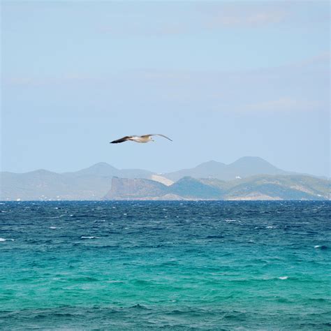 Mouette Formentera Ibiza Photo Gratuite Sur Pixabay Pixabay