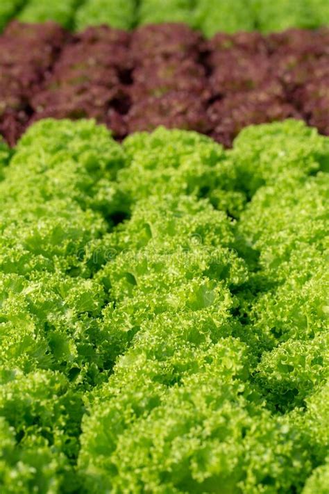 Fresh Frillice Iceberg Lettuce Leaves Salads Vegetable Hydroponics