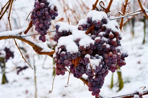 4 Expert Tips to drink Ice Wine