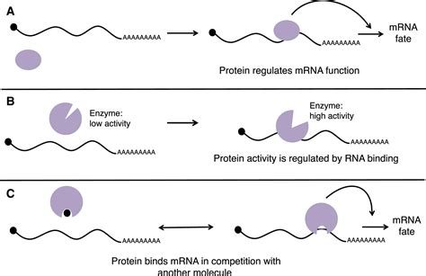 Principles And Properties Of Eukaryotic MRNPs Molecular Cell