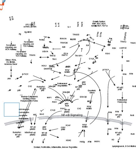 Nfkb Antibody Cell Signaling