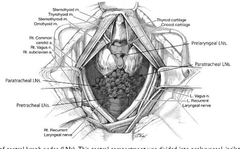 Structure of pretracheal lymph node | Semantic Scholar