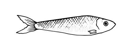 Sardine Drawing Stock Illustrations – 1,411 Sardine Drawing Stock ...