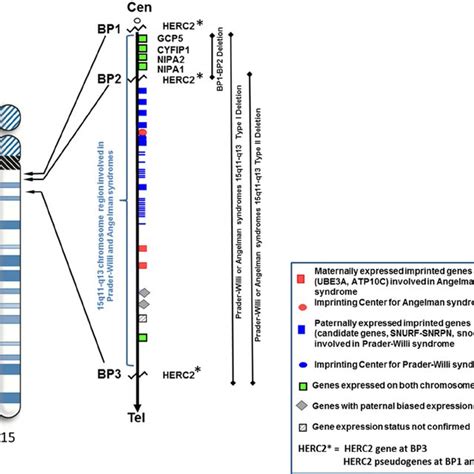 High Resolution Ideogram Representing Chromosome Showing Location Of