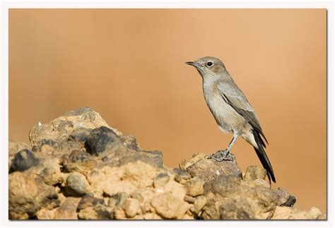 blackstart birdforum opus birdforum