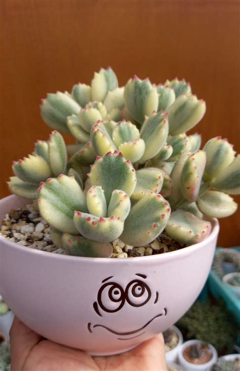 Cotyledon tomentosa variegata (garrita de oso) | Trees to plant ...