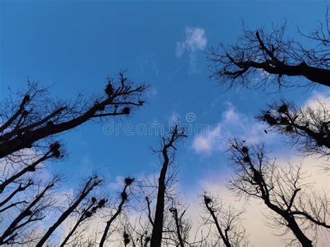 Naked Branches Of A Tree Against Blue Sky Close Up Stock Image Image