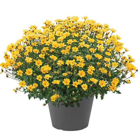 TIMELESS™ GOLDEN EMPIRE™ Bidens – Jardineries Botanix