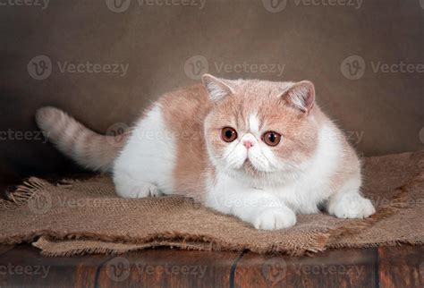 A beautiful exotic Shorthair cat lies on the brown background of the
